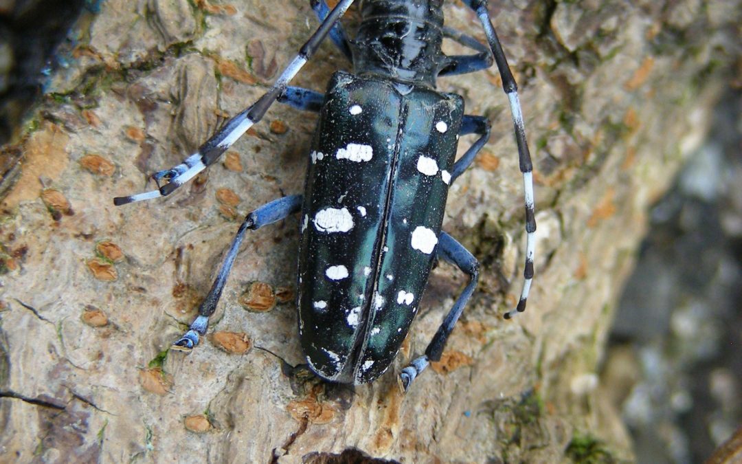 Bekämpfung des Asiatischen Laubholzbockkäfers